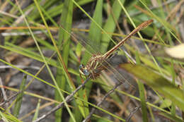 Image of Cypress Clubtail