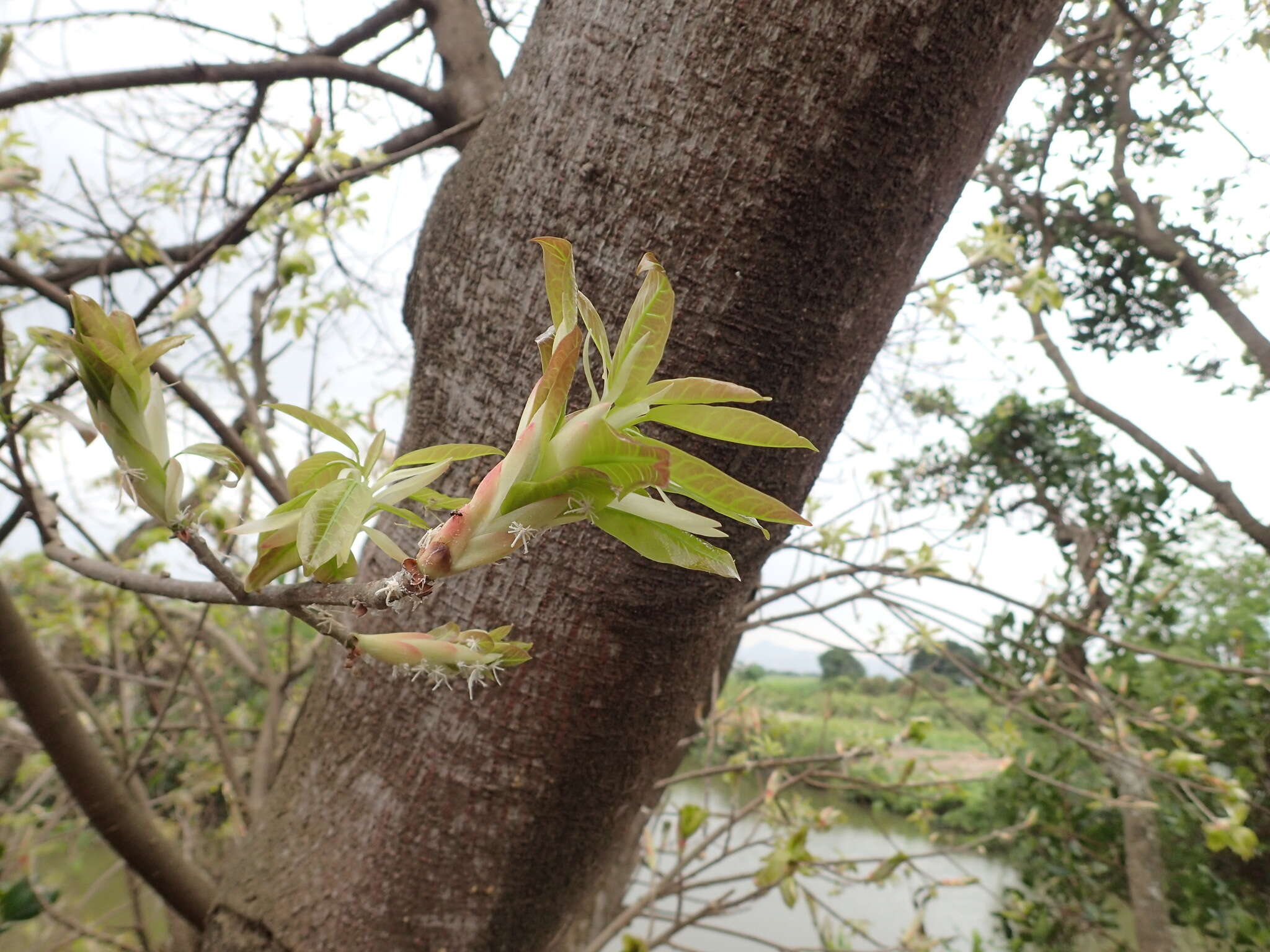 黃葛树的圖片