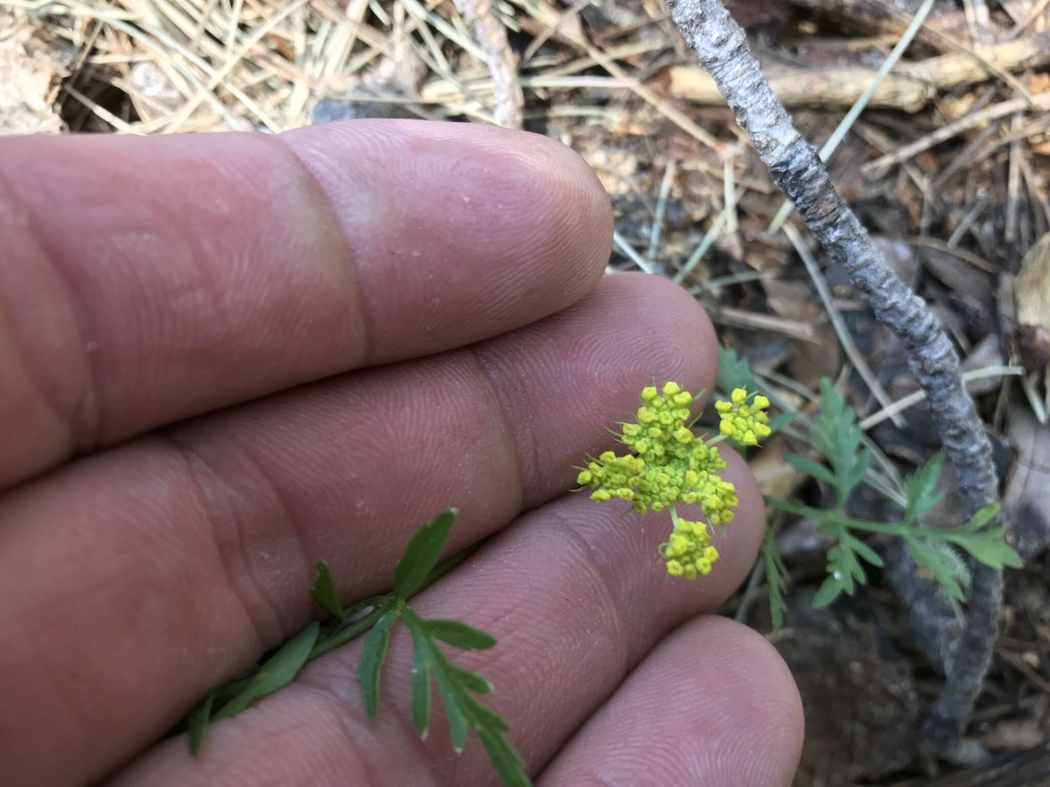 Imagem de Cymopterus lemmonii (J. M. Coult. & Rose) Dorn