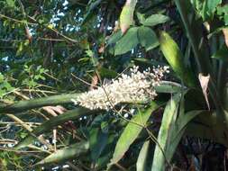 Image of Aechmea mexicana Baker