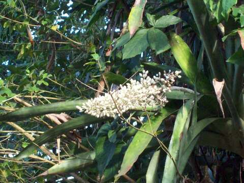 Sivun Aechmea mexicana Baker kuva