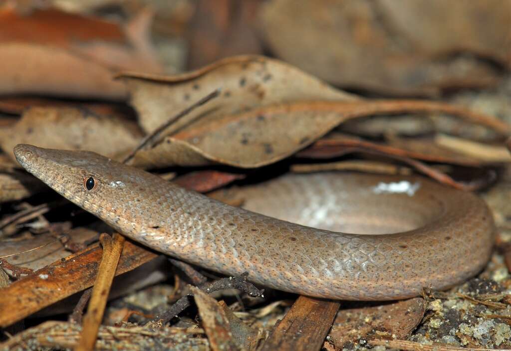 Image of Burton's Legless Lizard