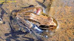 Image of Amur Brown Frog. Han-Guk-San-Gae-Gu-Ri