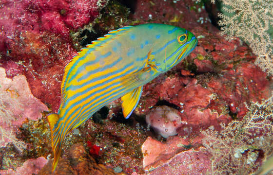 صورة Cephalopholis polleni (Bleeker 1868)