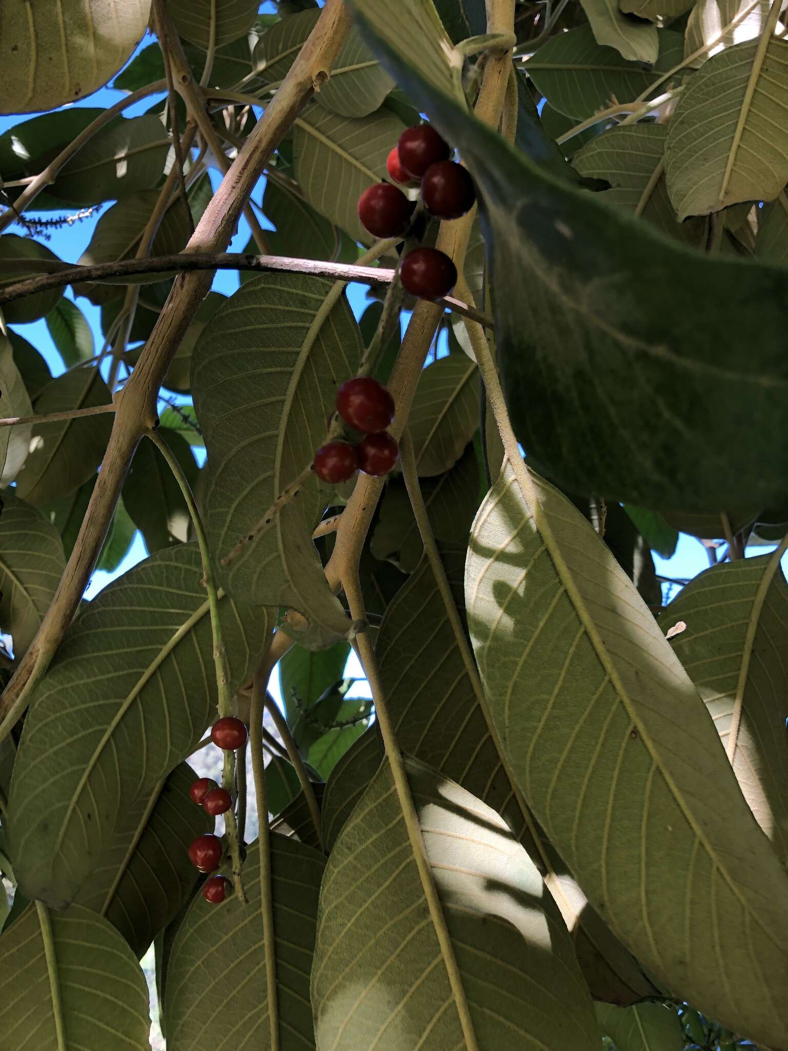 Image of Citharexylum subflavescens S. F. Blake