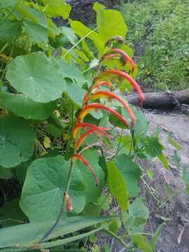 Image of Chasmanthe bicolor (Gasp.) N. E. Br.