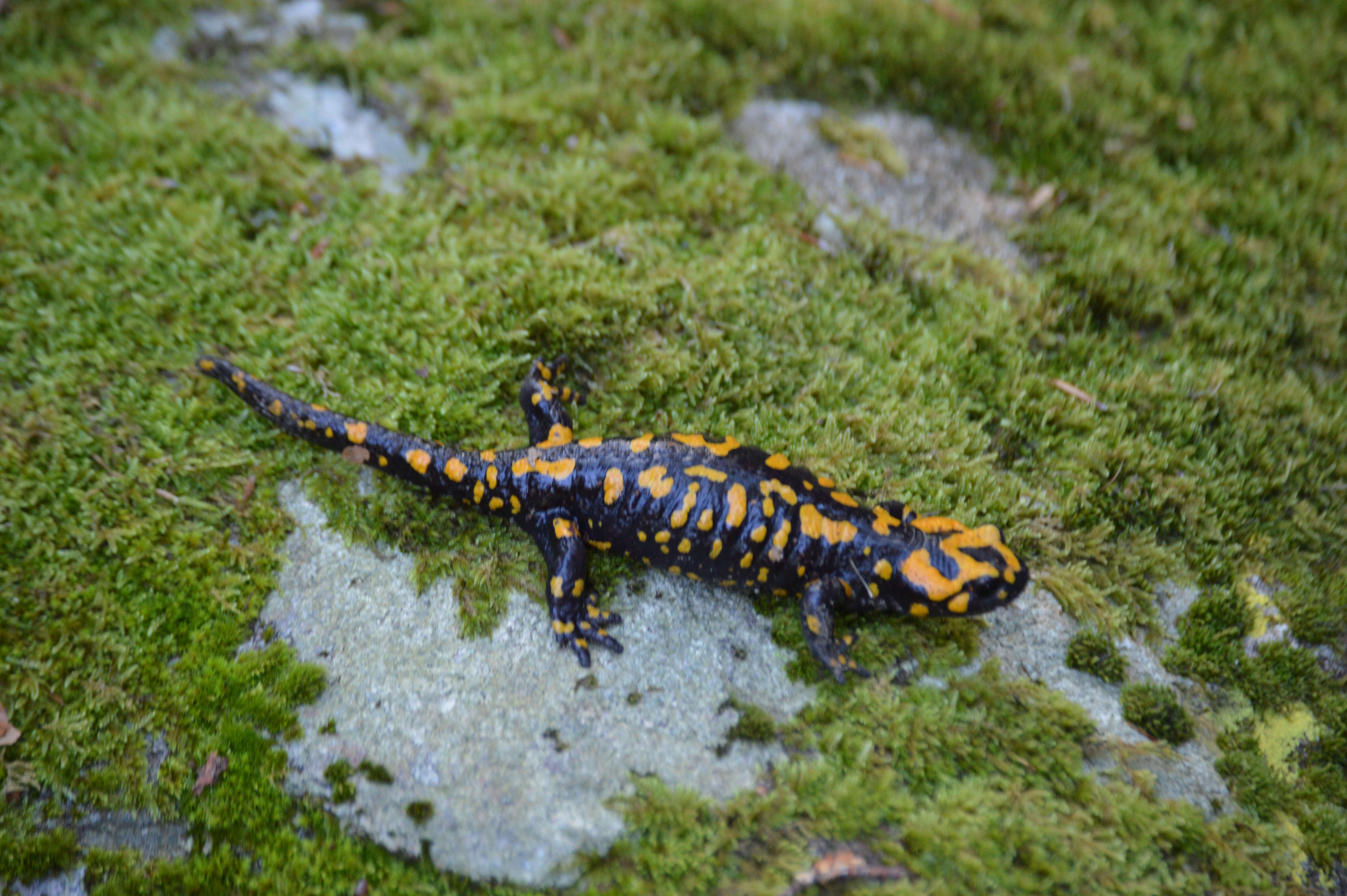 صورة Salamandra corsica Savi 1838