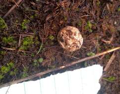 Image de Lycoperdon dermoxanthum Vittad. 1843