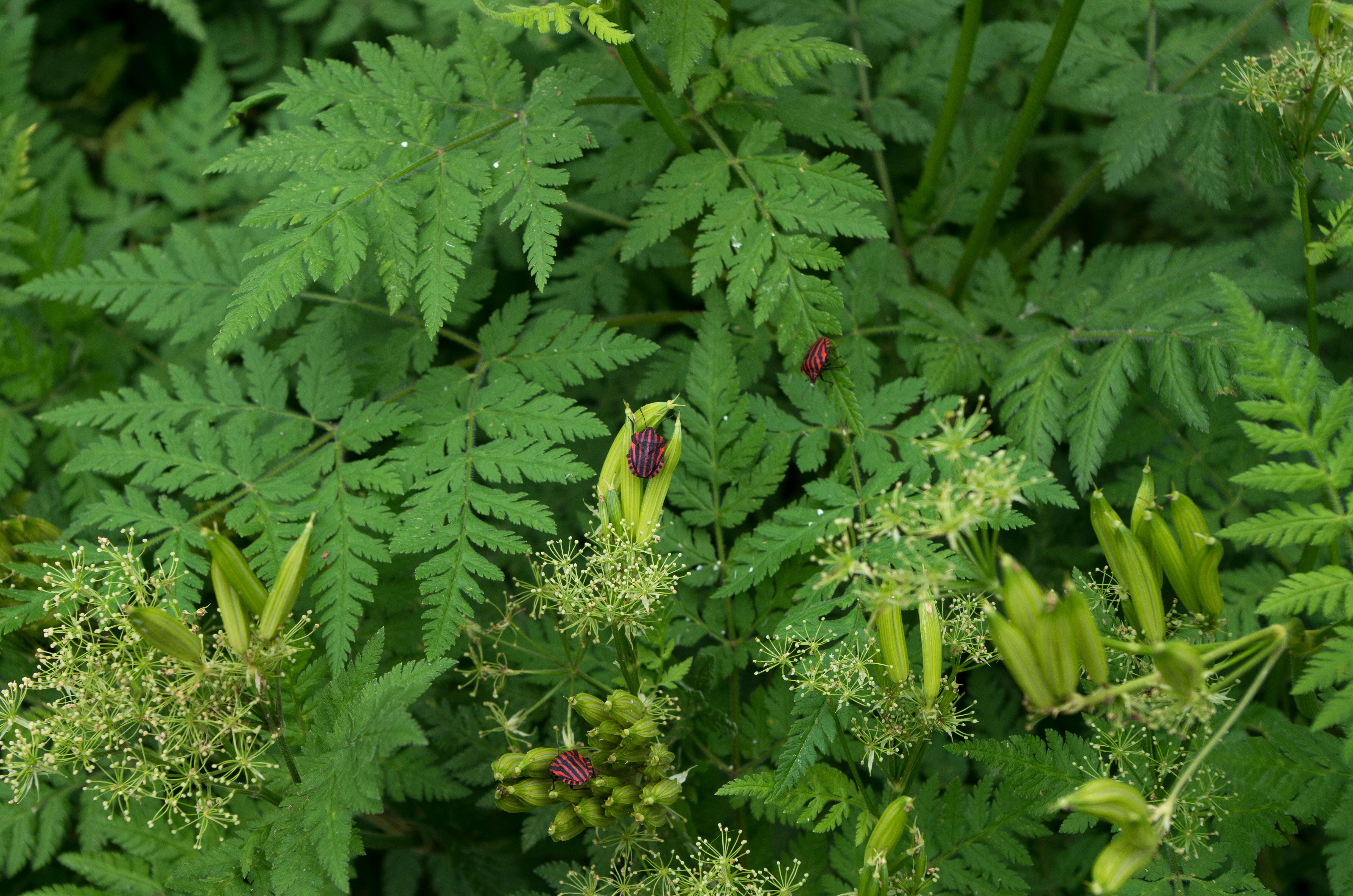 Image of <i>Graphosoma italicum</i>