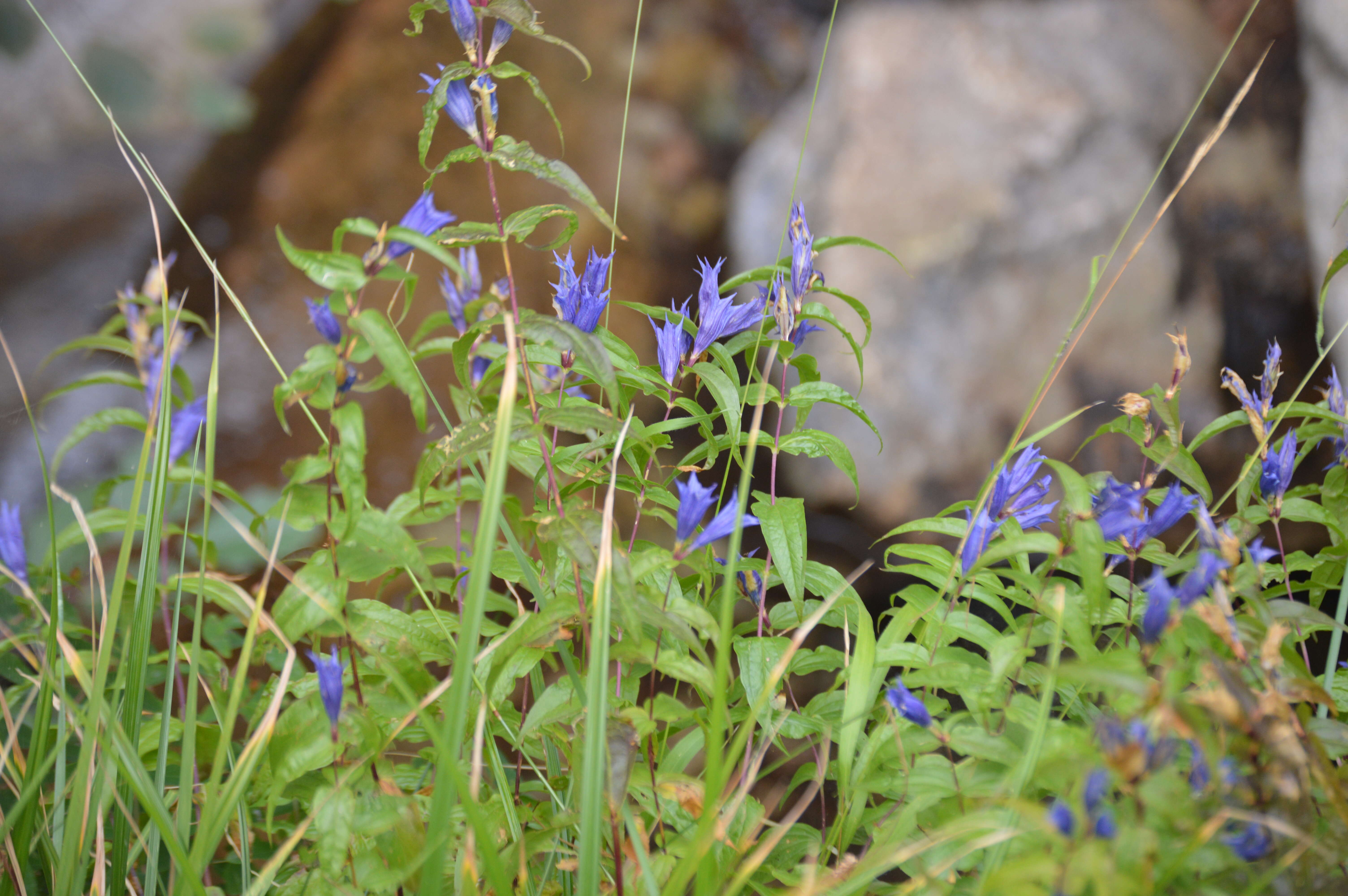 Image of Gentiana asclepiadea L.