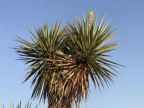 Image of Schott's yucca