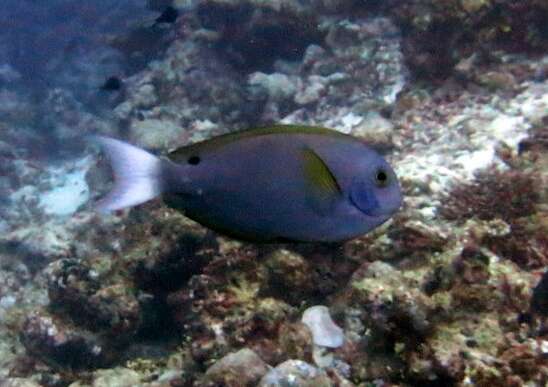 Image of Chocolate Surgeonfish