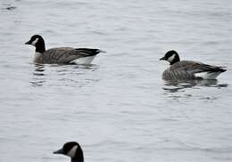 Plancia ëd Branta hutchinsii hutchinsii (Richardson 1832)