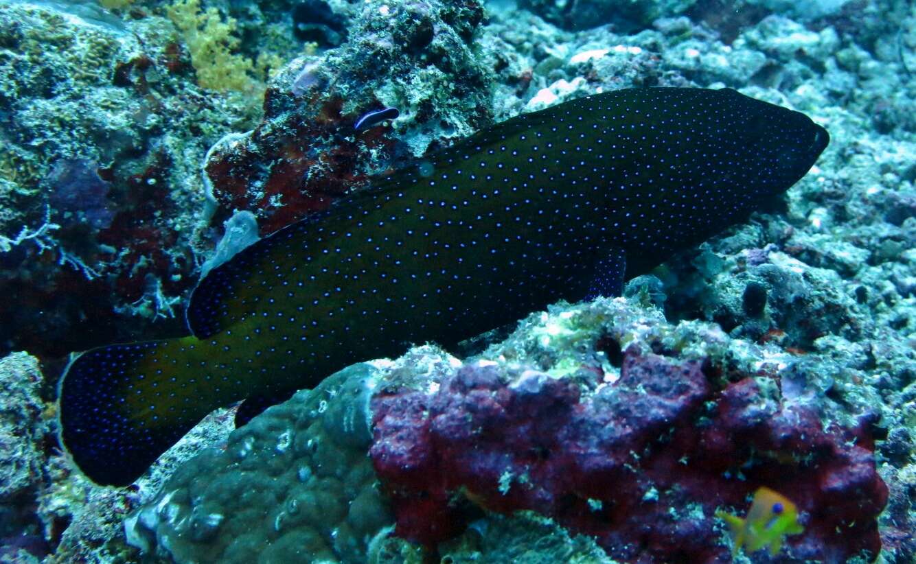 Image of Argus Grouper