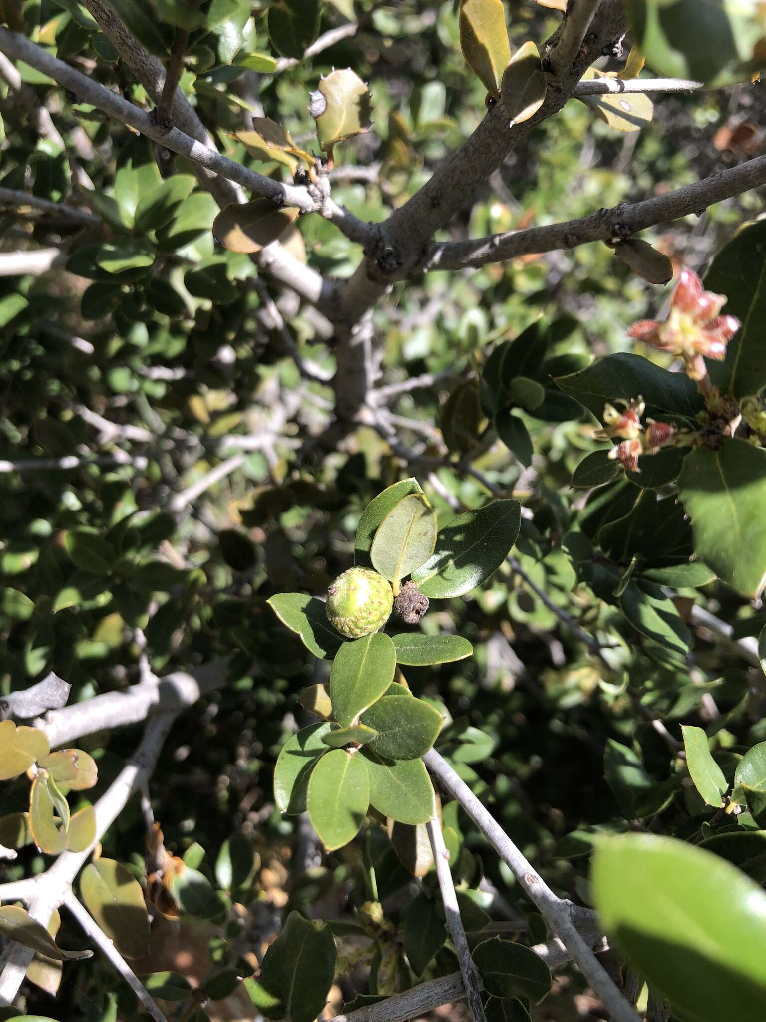 Image of Cedros Island Oak