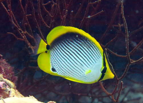 Image of Black-back Butterflyfish