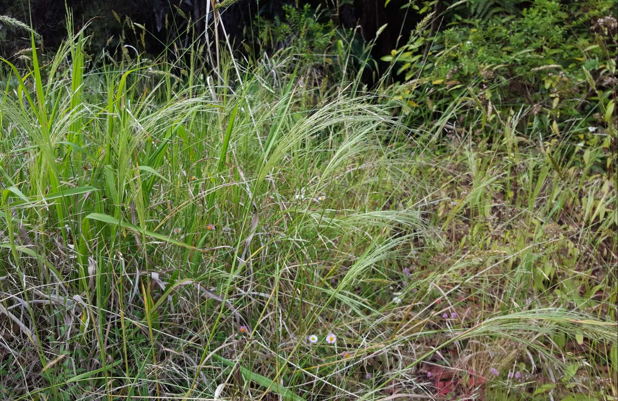 Image of Common Blown Grass