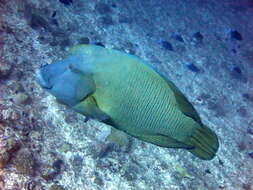 Image of Giant Wrasse