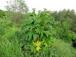 Image of Heracleum dissectum Ledeb.