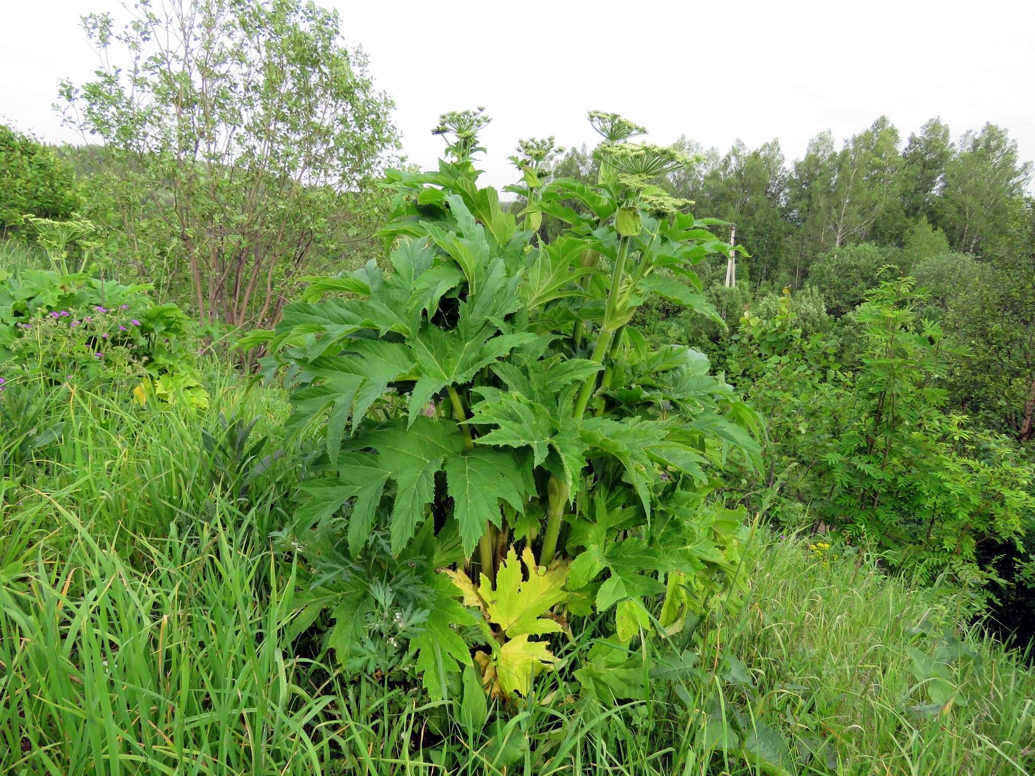 Image of Heracleum dissectum Ledeb.