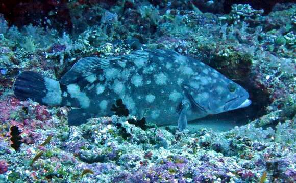 Epinephelus coeruleopunctatus (Bloch 1790) resmi