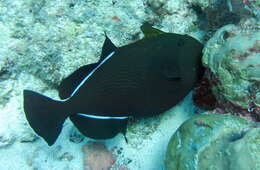 Image of Indian triggerfish