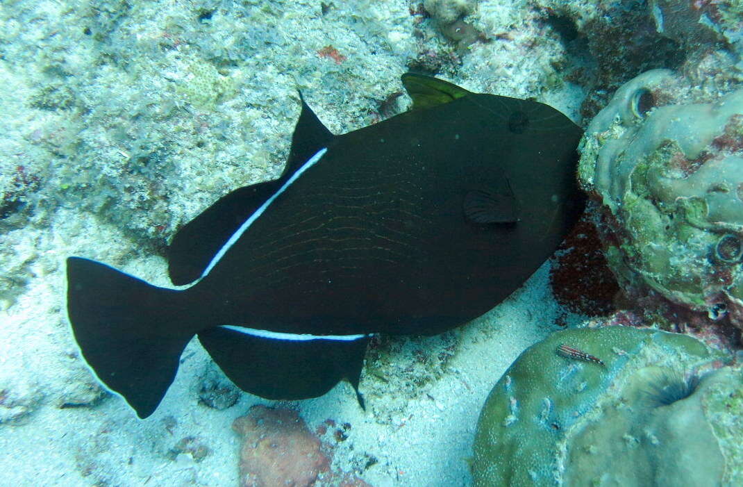 Image of Indian triggerfish