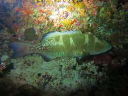 Image of Blacksaddled Coral Grouper