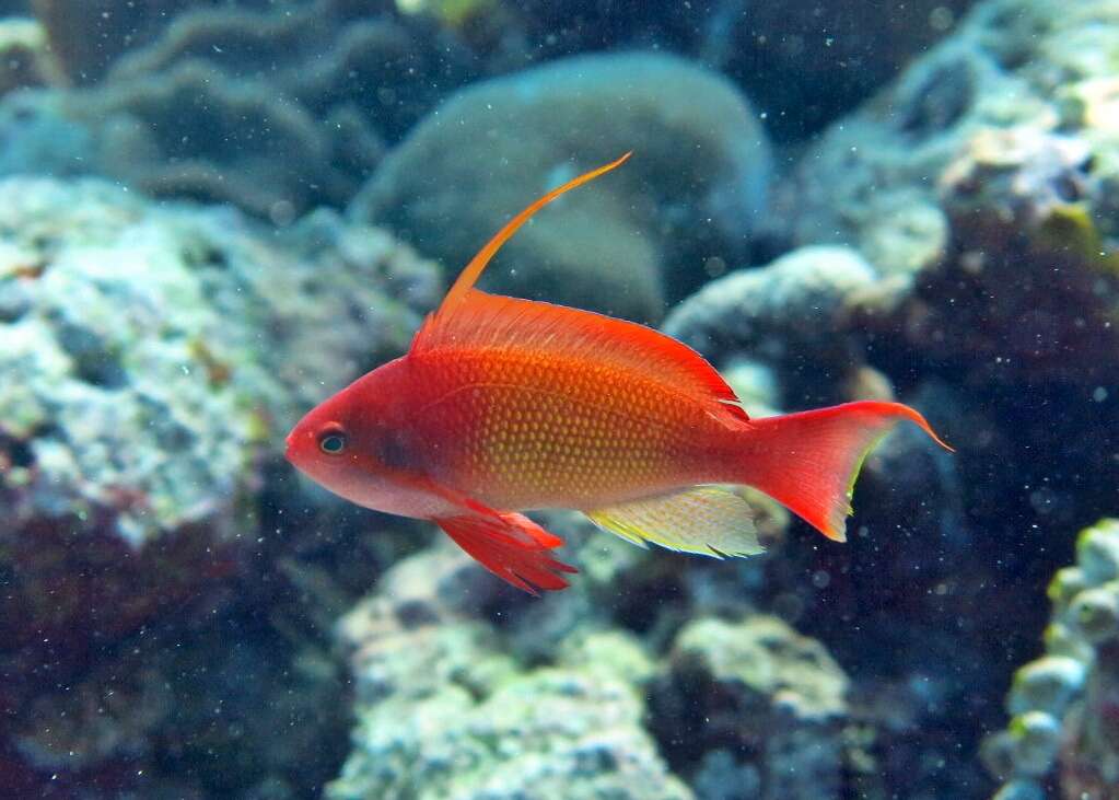 Imagem de Anthias-dourado