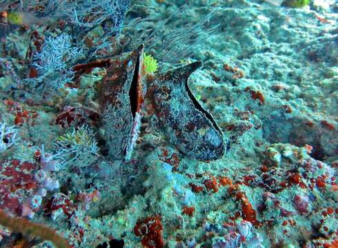 Image of Winged oyster