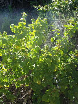 Image of Hypoestes aristata var. thiniorum K. Balkwill