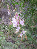 Image of Pacific pea