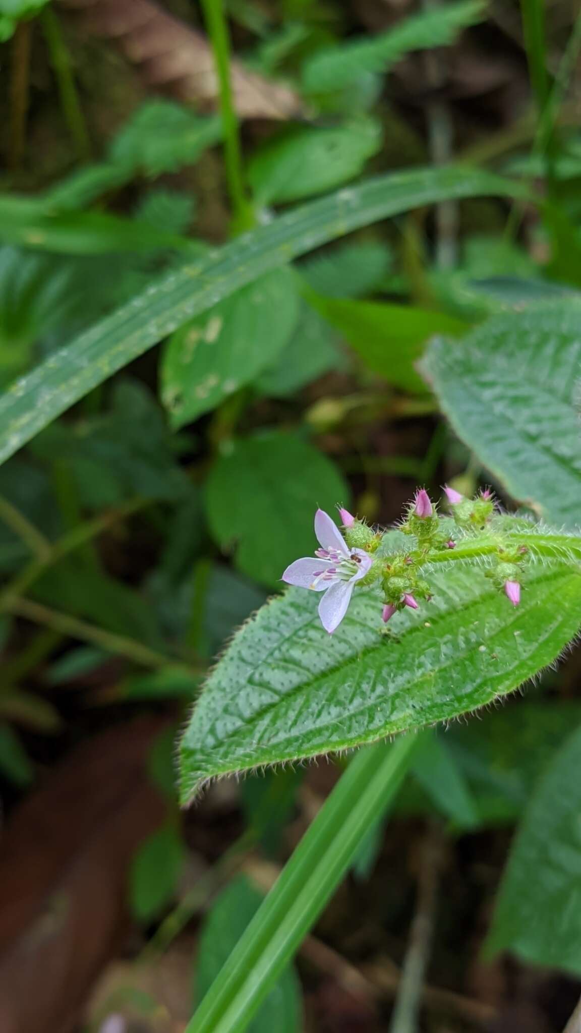 Image of Aciotis purpurascens (Aubl.) Triana