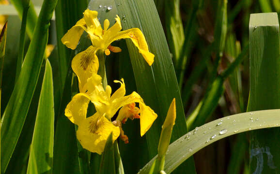 Image of yellow flag, yellow iris