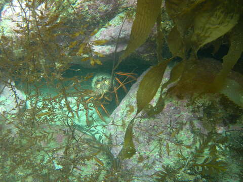 Image of California Spiny Lobster