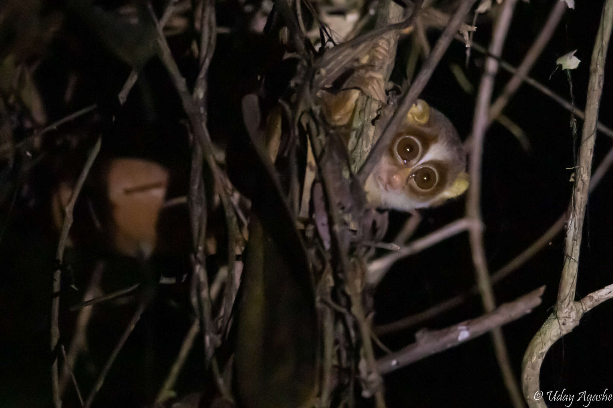 Image of slender loris