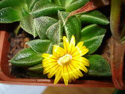 صورة Nananthus vittatus (N. E. Br.) Schwant.