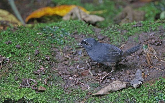 Image of Northern White-crowned Tapaculo