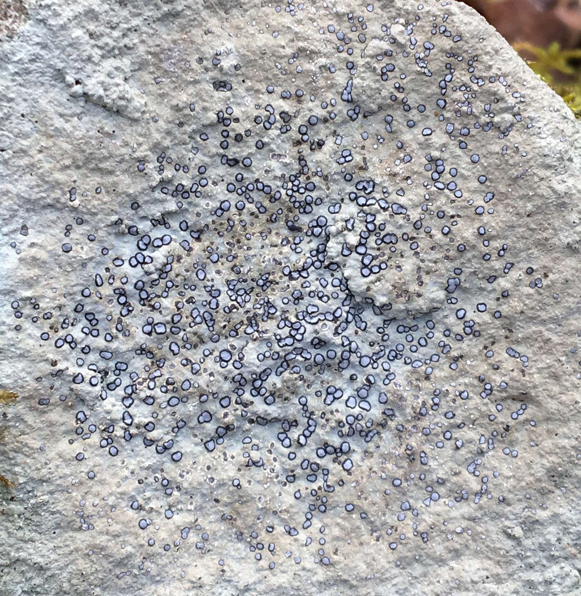 Image of porpidia lichen