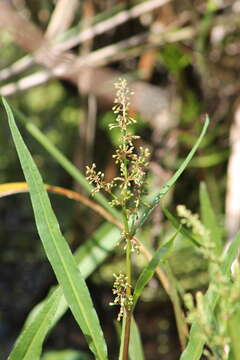 Rumex verticillatus L. resmi