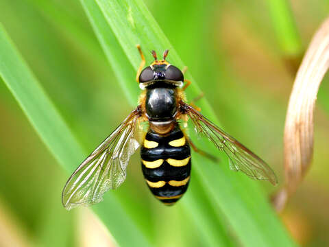 Image of Eupeodes nitens (Zetterstedt 1843)