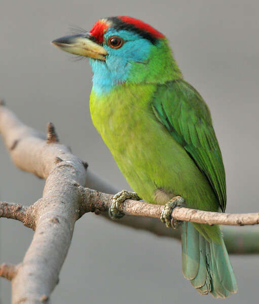 Image of Asian barbets