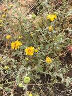 Image of Orcutt's yellow pincushion