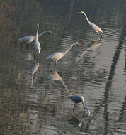 Image of Eastern great egret