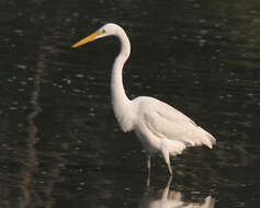 Image of Eastern great egret