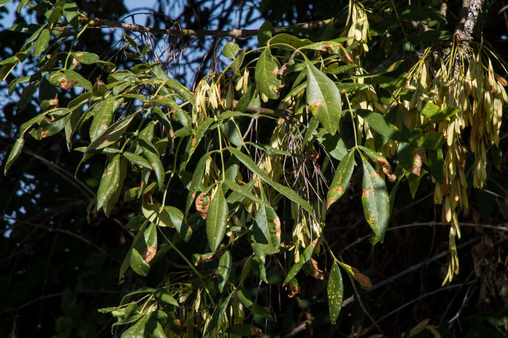 Image of Oregon Ash