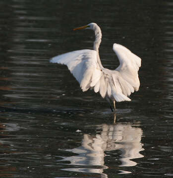 Image of Eastern great egret