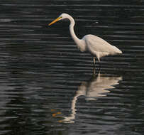 Image of Eastern great egret