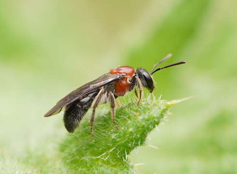 Image of Lasioglossum callomelittinum (Cockerell 1910)