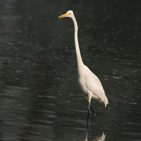 Image of Eastern great egret